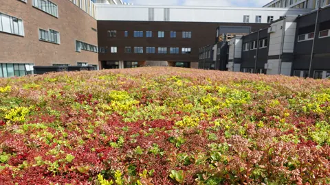 Cykeloverdækning med sedumtag set fra oven