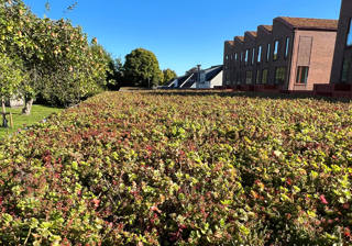 Sedumtag Paa Carportanlaeg Set Oppefra
